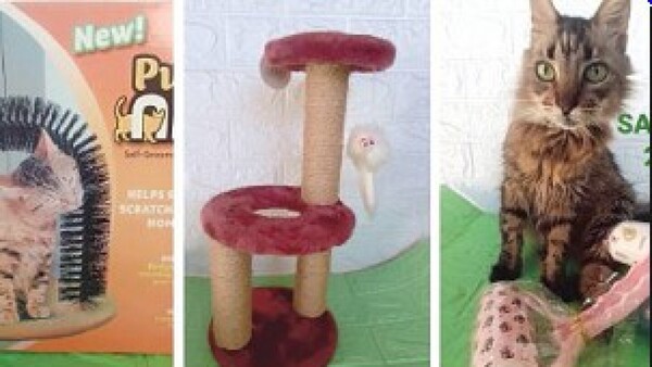 ¡Es hoy! La primera EXPO Gatos del país