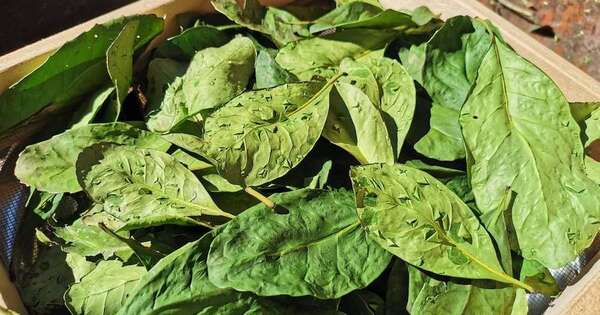 Innovación: yerba mate con raíces ancestrales a Norteamérica