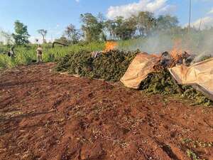 Eliminan más de 15 toneladas de marihuana en Amambay - Nacionales - ABC Color
