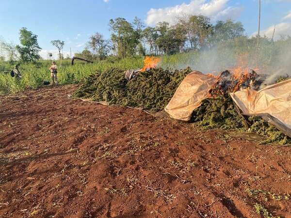 Eliminan más de 15 toneladas de marihuana en Amambay - Nacionales - ABC Color