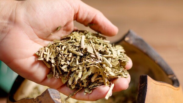 Día Nacional de la Yerba Mate: identidad, trabajo y fortalecimiento para una industria que quiere conquistar nuevos mercados