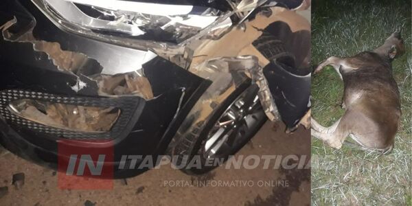  AUTOMÓVIL IMPACTÓ CONTRA UN ANIMAL VACUNO EN GENERAL DELGADO 
