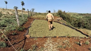 Desmantelan red de producción de marihuana y eliminan 28 toneladas de droga