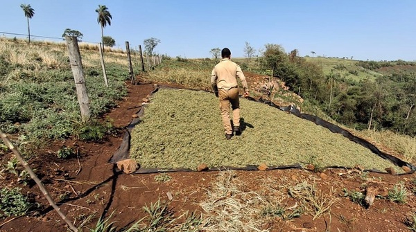 Desmantelan red de producción de marihuana y eliminan 28 toneladas de droga