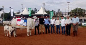 La raza Nelore se lució en la pista de la Expo Amambay 2025
