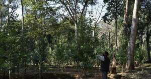 La Nación / Yerba mate “bajo el monte” genera ganancias por más de G. 100 millones