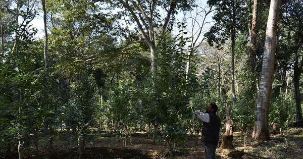 La Nación / Yerba mate “bajo el monte” genera ganancias por más de G. 100 millones