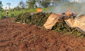 Operativo antidrogas en Amambay saca de circulación 28 toneladas de marihuana - OviedoPress
