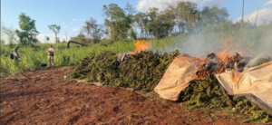 En PJC destruyen 28 toneladas de marihuana - ADN Digital
