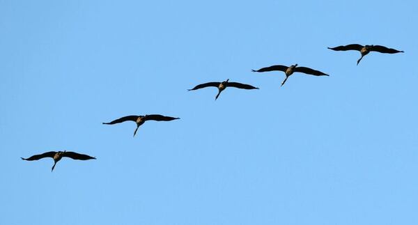 Sistema de reconocimiento facial de aves por IA mejora en China el seguimiento migratorio - Ciencia - ABC Color