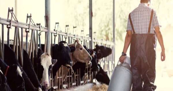 La Nación / Sector lechero impulsa censo que beneficiará la creación del “Perfil Lechero del Paraguay”