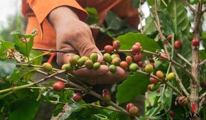 Con aroma a identidad | Pausa