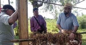 La Nación / General Artigas: cultivo de ajo generará un ingreso global cercano a G. 4.000 millones