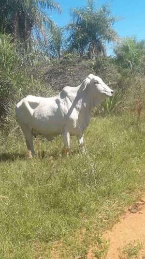 Hurtan un animal vacuno y causan perjuicio a pequeño ganadero en Quiindy - Nacionales - ABC Color