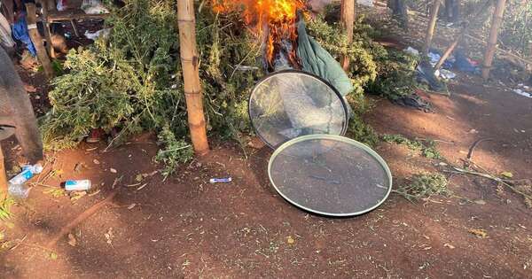 La Nación / Incineran 28 toneladas de marihuana en Capitán Bado