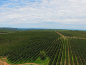 Sector forestal paraguayo crece y atrae inversión