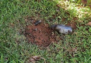 Popular / (VIDEO). Un joven lanza una bomba molotov contra la casa de un periodista