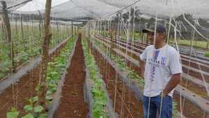 Productores de Naranjal logran alta rentabilidad con pepinillos destinados al mercado industrial