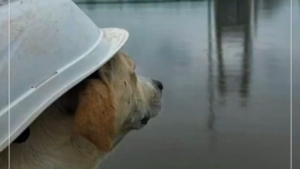 Obra del Puente Bioceánico bajo la supervisión de Rubio, el capataz de cuatro patas | Unicanal