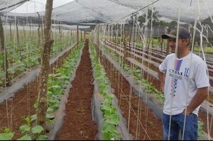 Productores exportan pepinillos para su envasado e industrialización