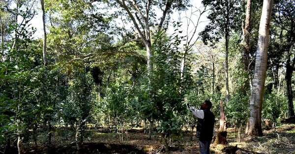 La Nación / Comunidad nativa exporta yerba mate a EE. UU. y Canadá