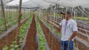 El pepinillo apunta a ser el nuevo cultivo estrella de Naranjal, con rentabilidad en alza