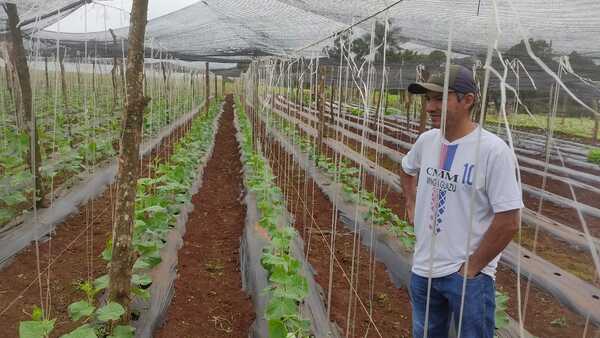 El pepinillo apunta a ser el nuevo cultivo estrella de Naranjal, con rentabilidad en alza
