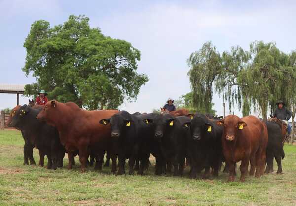 El Rodeo remata Brangus de Ganadera Los Lazos: genética funcional, eficiente y de calidad