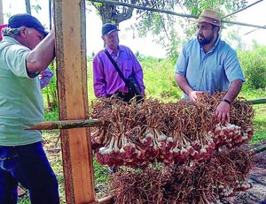 Ajo impulsa la economía con más de 200.000 kilos cosechados