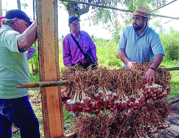 Ajo impulsa la economía con más de 200.000 kilos cosechados