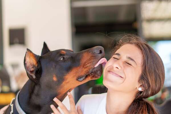 Doberman y la teoría del vínculo único: ¿puede un perro tener un solo humano favorito? - Mascotas - ABC Color