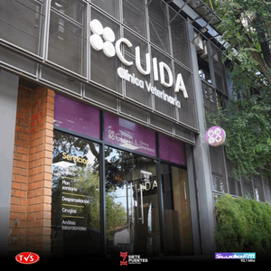 CLÍNICA UNIVERSITARIA CUIDA LANZA PROMOCIÓN ESPECIAL DE CASTRACIÓN FELINA DURANTE OCTUBRE - «TVS DIGITAL»