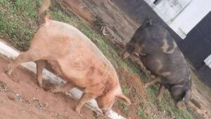 Chanchos sueltos causan destrozos en escuela de Yaguarón