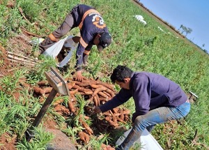 Productores de Itakyry logran buenos resultados con la comercialización de mandioca y locote - ADN Digital
