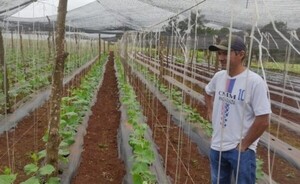 Productores de Naranjal exportan pepinillos para envasado