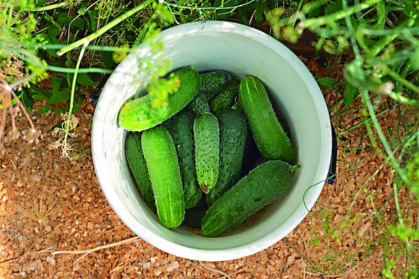 Pepinillo en Naranjal: El Cultivo con Mercado dispara rentabilidad