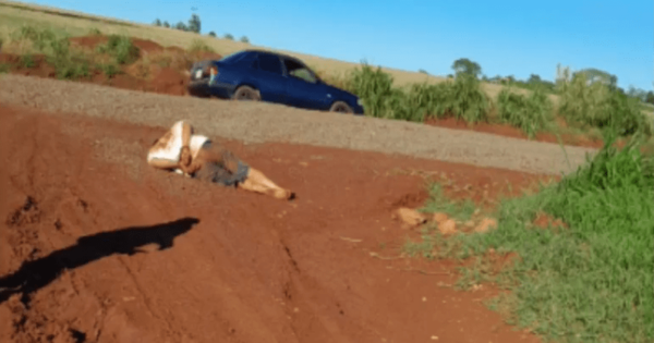 Roban animales vacunos tras golpear y maniatar al capataz