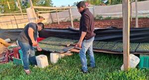 Productores de Itakyry logran buenos resultados con la comercialización de mandioca y locote
