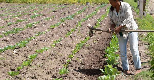 La Nación / La mujer en el campo se ha vuelto una fuerza clave para el sector, aseguran