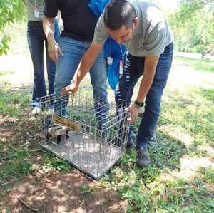 Popular / Rescataron a mykuré que causó caos en la Junta Municipal de Asunción