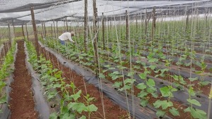 Productores de Naranjal conquistan el mercado con pepinillos premium - ADN Digital