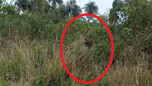 Le pilló a su doña con otro tipo haciendo “kunu’u” en un yuyal