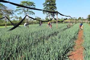 Productores de cebolla de Caaguazú exigen apertura de mercado - Nacionales - ABC Color