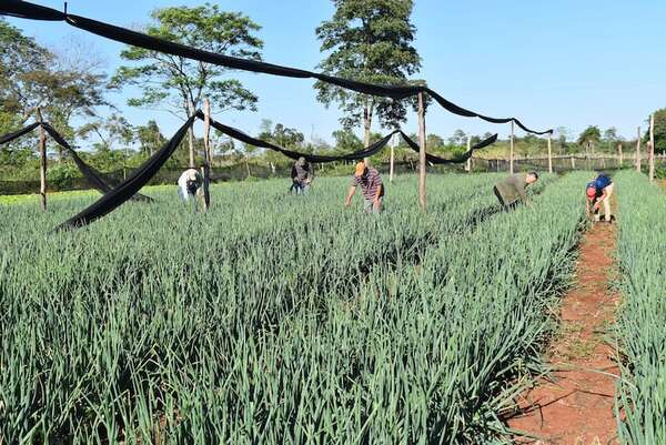 Productores de cebolla de Caaguazú exigen apertura de mercado - Nacionales - ABC Color
