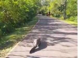(VIDEO) ¡Un yakare salió a hacer su caminata en Parque Guasu!
