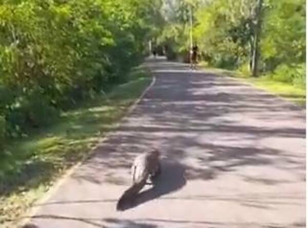 (VIDEO) ¡Un yakare salió a hacer su caminata en Parque Guasu!