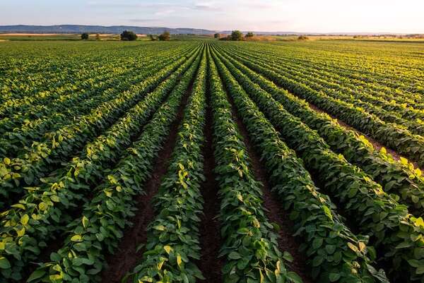 Senave pide reforzar monitoreo ante riesgo de hongos y virus en cultivos de soja - ABC Rural - ABC Color