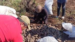 Cómo una comunidad indígena de Curuguaty logró una cosecha récord de papas (vendió su producción por más de G. 22 millones)