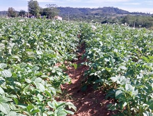 San Pedro del Paraná fortalece sus fincas con cultivos de cebolla, sandía y papa