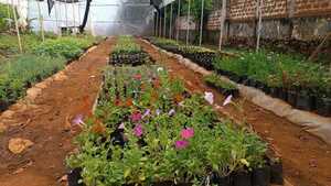 Encarnación se prepara para la primavera con ornamentación floral